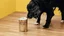 Animal & pet care